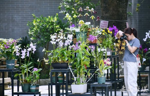 启运配资 精品兰展“出圈” 非遗互动吸睛  余荫山房国庆中秋系列活动留住游客美好记忆